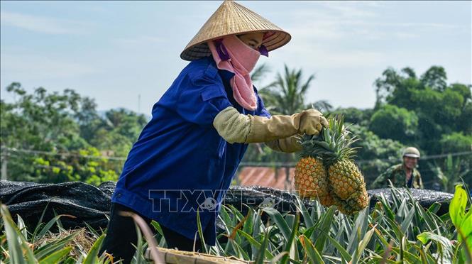 Trong ảnh: Người dân Thanh Hóa thu hoạch dứa chính thức bắt đầu từ tháng 4-7. Ảnh: Nguyễn Nam-TTXVN
