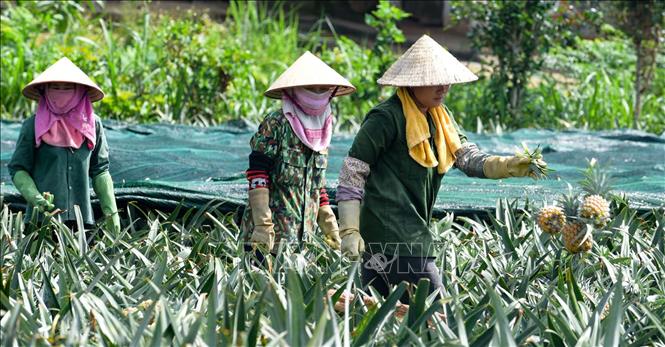 Trong ảnh: Người dân Thanh Hóa phấn khởi khi dứa được mùa, giá bán cho thương lái cao. Ảnh: Nguyễn Nam-TTXVN