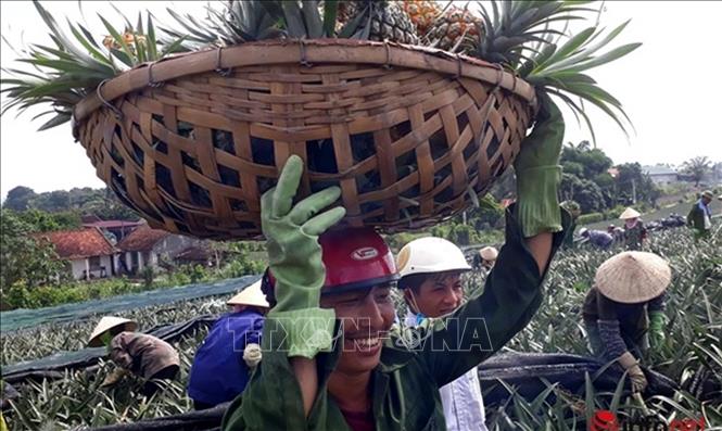 Trong ảnh: Một người dân Thanh Hóa đang thu hoạch dứa. Ảnh: Nguyễn Nam-TTXVN