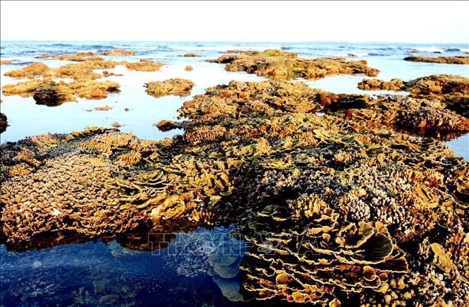 Trong ảnh: Những rạn san hô lộ thiên rực rỡ màu sắc. Ảnh: Phước Ngọc-TTXVN