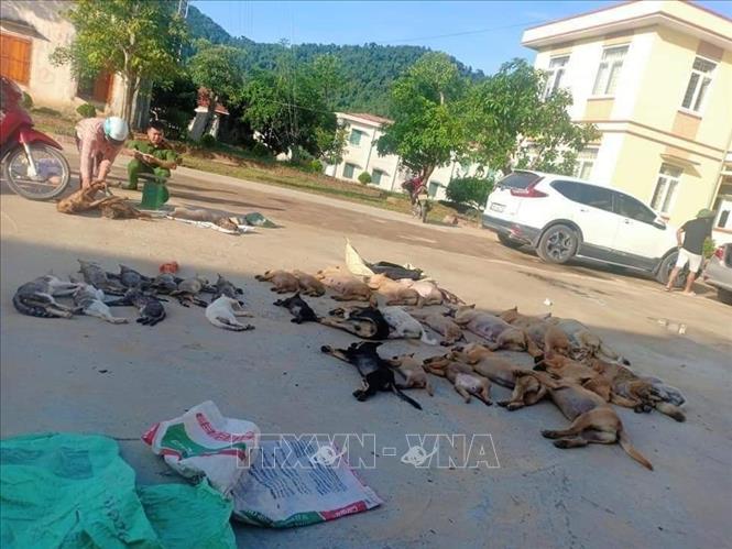 Trong ảnh: Tang vật vụ việc. Ảnh: TTXVN phát
