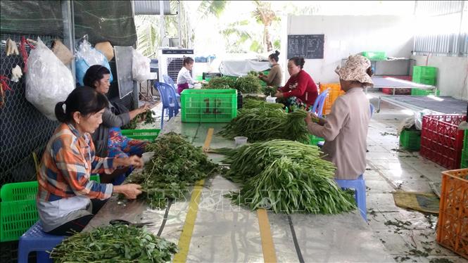 6 mô hình nuôi trồng của nông dân phố được yêu thích nhất 2016