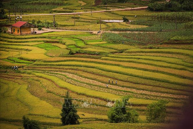 Trong ảnh: Ruộng bậc thang của đồng bào Mường tại xã Thạch Yên trải dài hứa hẹn sẽ là một điểm du lịch sinh thái thu hút khách du lịch tới đây. Ảnh: Trọng Đạt - TTXVN