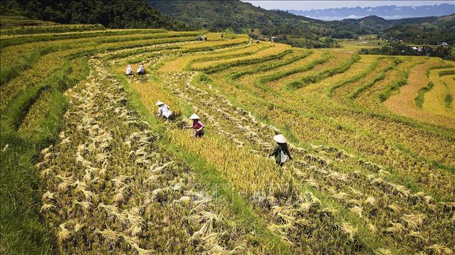 Trong ảnh: Vẻ đẹp của ruộng bậc thang tại xã Thạch Yên, huyện Cao Phong hứa hẹn sẽ là một tiềm lực lớn để cho xã Yên Thượng đặt mục tiêu thúc đẩy phát triển du lịch tại địa phương mạnh mẽ. Ảnh: Trọng Đạt - TTXVN