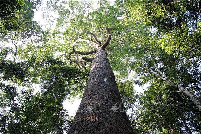 Cây Vên Vên trên 100 năm tuổi trong Vườn quốc gia Lò Gò - Xa Mát đã được công nhận là cây di sản Việt Nam. Ảnh: Lê Đức Hoảnh-TTXVN