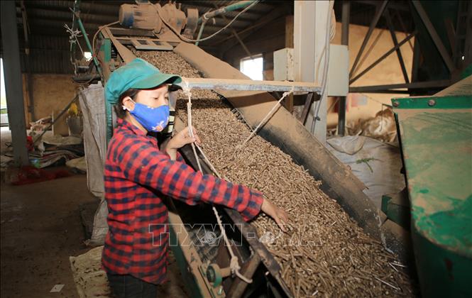 Trong ảnh: Sản xuất viên năng lượng tại nhà máy. Ảnh: Hồ Cầu-TTXVN