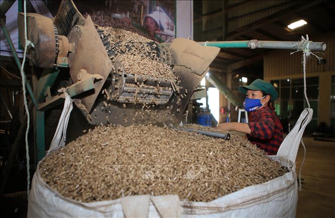 Trong ảnh: Sản xuất viên năng lượng tại nhà máy. Ảnh: Hồ Cầu-TTXVN
