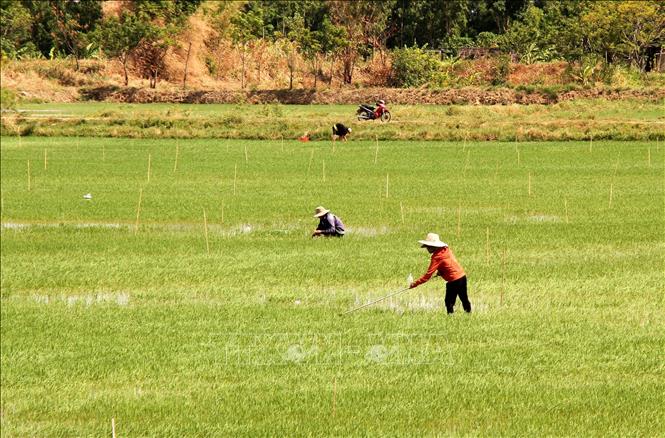 Trong ảnh: Nông dân xã Võ Ninh, huyện Quảng Ninh (Quảng Bình) ra đồng từ sáng sớm, tích cực sản xuất đảm bảo tiến độ vụ lúa Hè Thu 2020. Ảnh: Văn Tý-TTXVN
