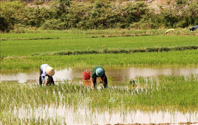 Trong ảnh: Nông dân xã Võ Ninh, huyện Quảng Ninh (Quảng Bình) ra đồng từ sáng sớm, tích cực sản xuất đảm bảo tiến độ vụ lúa Hè Thu 2020. Ảnh: Văn Tý-TTXVN
