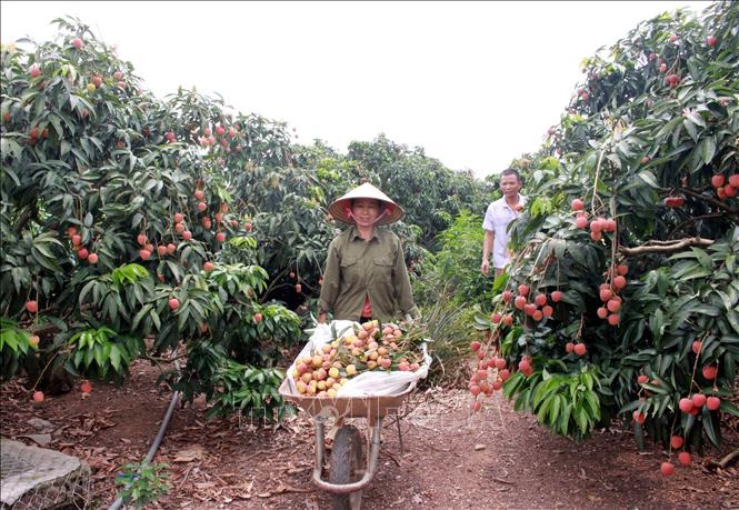 Photo: Harvesting lychees in Tan Yen district, Bac Giang province. VNA Photo: Đồng Thúy