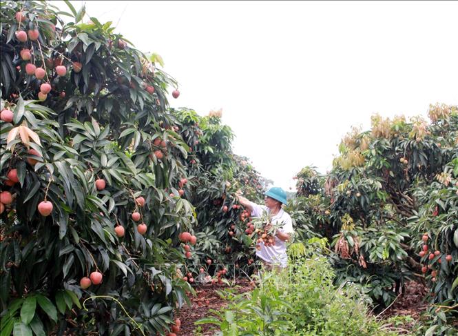 Photo: Harvesting lychees in Tan Yen district, Bac Giang province. VNA Photo: Đồng Thúy
