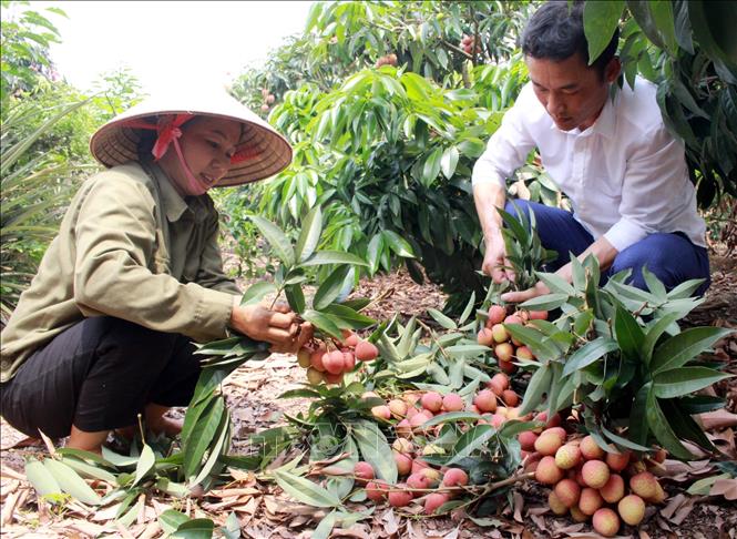 Photo: Harvesting lychees in Tan Yen district, Bac Giang province. VNA Photo: Đồng Thúy