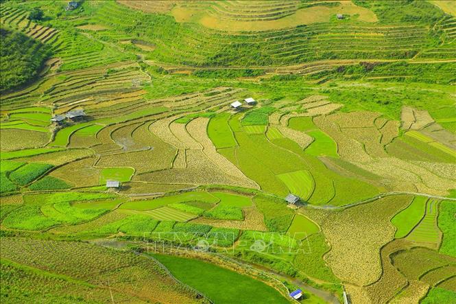 Trong ảnh: Những thửa ruộng bậc thang xanh màu lúa trải dài phủ khắp các triền núi. Ảnh: Phan Tuấn Anh - TTXVN