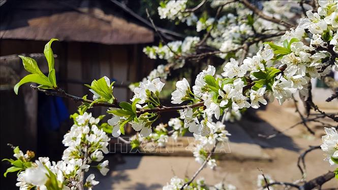 Trong ảnh: Hoa mận nở mỗi độ xuân về. Ảnh: Phan Tuấn Anh - TTXVN
