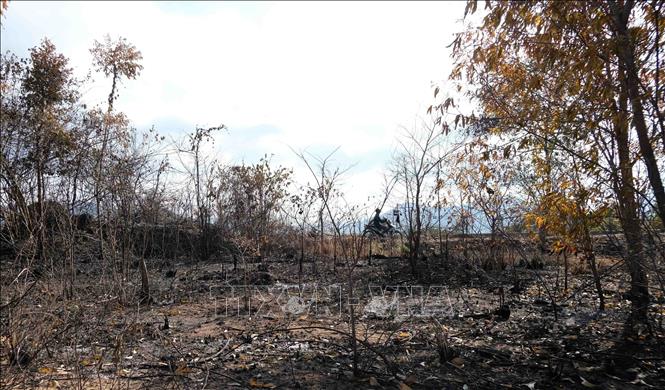 Photo: Some 67,000 ha of forests in the central province of Khanh Hoa are facing a high risk of fires. VNA Photo