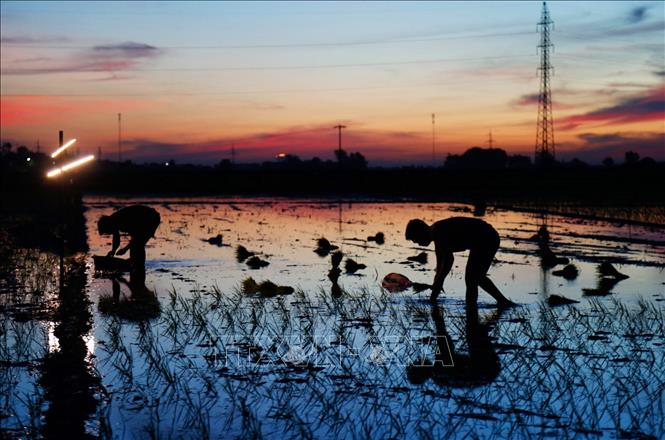 Trong ảnh: Nông dân xã Kim Bài, huyện Thanh Oai tranh thủ cấy vào rạng sáng 24/6/2020. Ảnh: Hoàng Việt/TTXVN phát