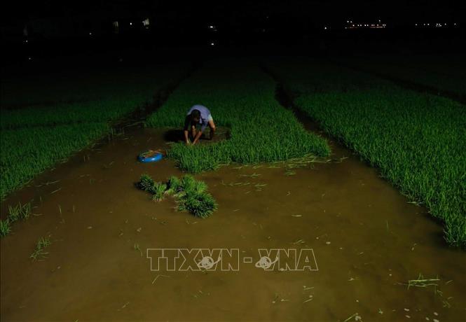 Trong ảnh: Nông dân xã Kim Bài, huyện Thanh Oai tranh thủ nhổ mạ trong đêm để kịp cấy sớm. Ảnh: Hoàng Việt/TTXVN phát