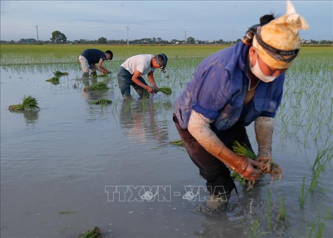 Trong ảnh: Nông dân xã Kim Bài, huyện Thanh Oai tranh thủ cấy vào sáng sớm 24/6/2020. Ảnh: Hoàng Việt/TTXVN phát