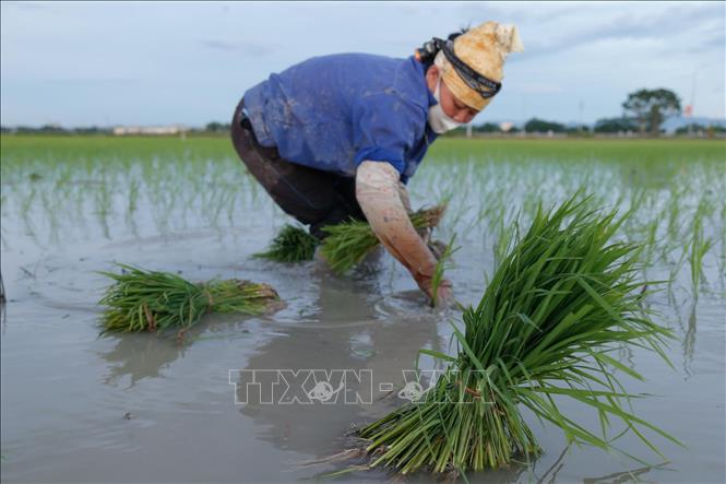 Trong ảnh: Nông dân xã Kim Bài, huyện Thanh Oai tranh thủ cấy vào sáng sớm 24/6/2020. Ảnh: Hoàng Việt/TTXVN phát