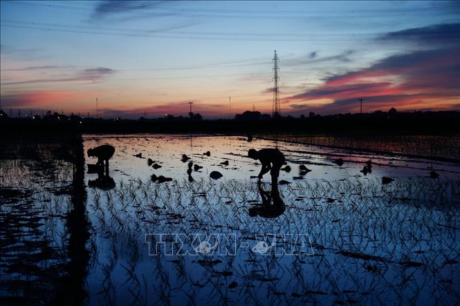 Trong ảnh: Nông dân xã Kim Bài, huyện Thanh Oai tranh thủ cấy vào rạng sáng 24/6/2020. Ảnh: Hoàng Việt/TTXVN phát