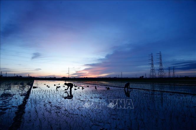 Trong ảnh: Nông dân xã Kim Bài, huyện Thanh Oai tranh thủ cấy vào rạng sáng 24/6/2020. Ảnh: Hoàng Việt/TTXVN phát