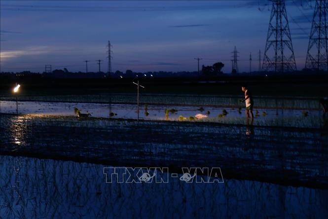 Trong ảnh: Nông dân xã Kim Bài, huyện Thanh Oai tranh thủ cấy vào rạng sáng 24/6/2020. Ảnh: Hoàng Việt/TTXVN phát