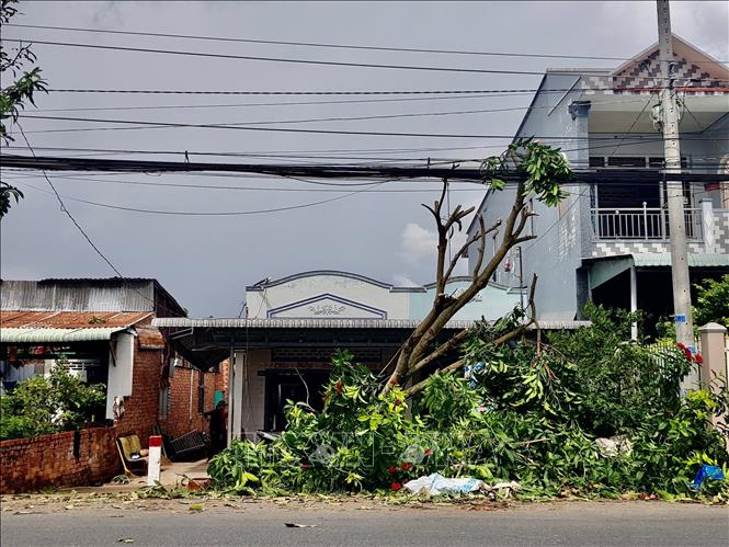 Trong ảnh: Mưa giông, lốc xoáy khiến cây cối trên Tỉnh lộ 942 bị đổ ngã. Ảnh: Thanh Sang- TTXVN