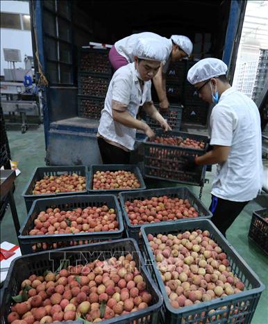 Trong ảnh: Vận chuyển quả vải thiều tươi từ vùng trồng vải theo tiêu chuẩn Vietgap và GlobalGap về nhà máy để phân loại, đóng gói xuất khẩu. Ảnh: Vũ Sinh – TTXVN