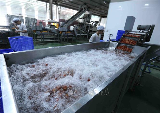 Trong ảnh: Quả vải tươi được xử lý xông hơi khử trùng trước khi đóng gói đúng theo quy định của đối tác Nhật Bản. Ảnh: Vũ Sinh – TTXVN