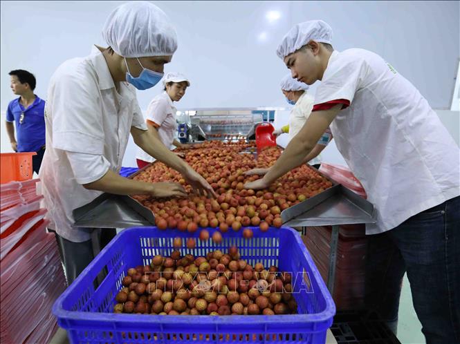 Trong ảnh: Phân loại, đóng gói sản phẩm quả vải thiều tươi đủ tiêu chuẩn xuất khẩu vào thị trường Nhật Bản tại nhà máy của Công ty Cổ phần Xuất nhập khẩu thực phẩm Toàn Cầu. Ảnh: Vũ Sinh – TTXVN
