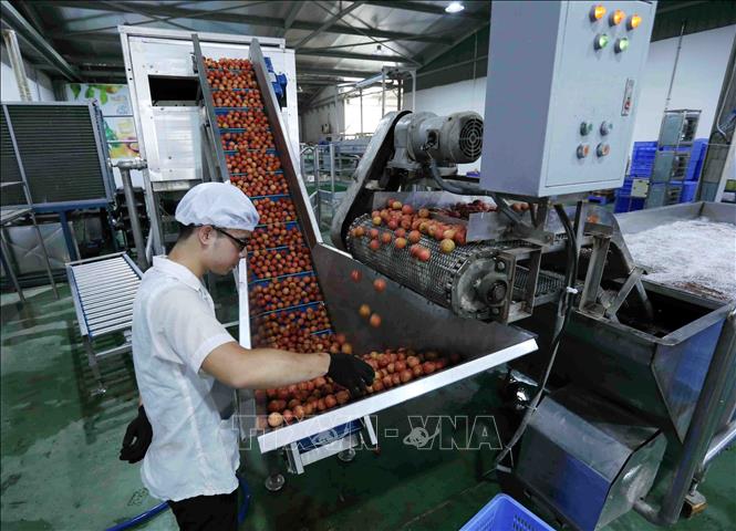 Trong ảnh: Quả vải tươi được xử lý xông hơi khử trùng trước khi đóng gói đúng theo quy định của đối tác Nhật Bản. Ảnh: Vũ Sinh – TTXVN