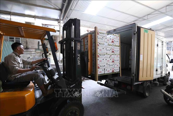 Trong ảnh: Vận chuyển lô hàng vải thiều tươi đảm bảo tiêu chuẩn xuất khẩu sang thị trường Nhật Bản. Ảnh: Vũ Sinh – TTXVN