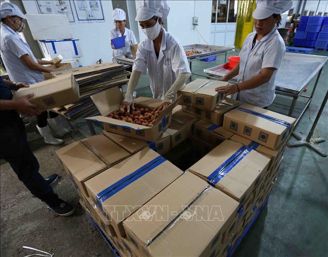 Trong ảnh: Đóng hộp bảo quản quả vải thiều tươi đưa vào hệ thống diệt khuẩn để bảo quản xuất khẩu vào thị trường Nhật Bản. Ảnh: Vũ Sinh – TTXVN