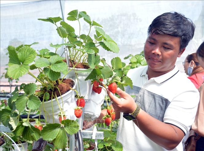 Trong ảnh: Anh Nguyễn Hữu Huy Hào, chủ vườn dâu Tây công nghệ cao đầu tiên ở Cà Mau. Ảnh: Huỳnh Thế Anh - TTXVN 