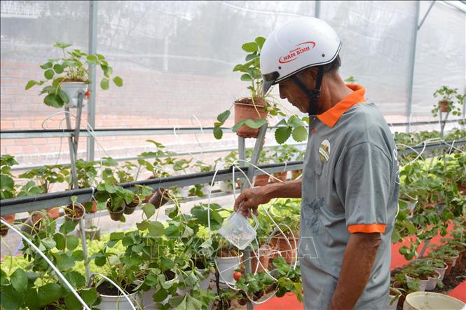Trong ảnh: Vườn dâu tây nằm trong dự án của hệ thống của Cà Mau Farm bên cạnh việc trồng dưa lưới, hoa cẩm tú cầu… đều được trồng bằng đất sạch Nata. Ảnh: Huỳnh Thế Anh - TTXVN
