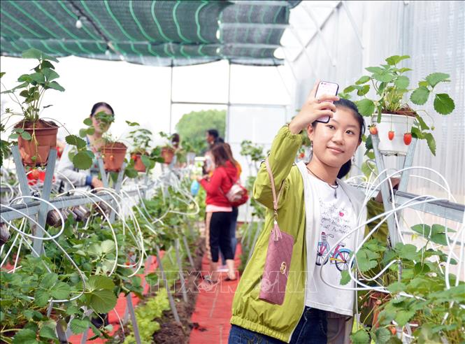 Trong ảnh: Ngày đầu tiên mở cửa, vườn dâu tây đã thu hút trên 1.000 lượt du khách đến tham quan. Ảnh: Huỳnh Thế Anh - TTXVN
