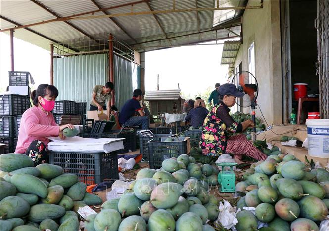 Trong ảnh: Ngày 22/6/2020, 30 tấn xoài đầu tiên của huyện Mai Sơn, tỉnh Sơn La đã được xuất khẩu sang thị trường Hoa Kỳ. Ảnh: Hữu Quyết - TTXVN