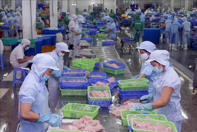 Trong ảnh: Công ty TNHH Thủy sản Biển Đông (Khu công nghiệp Trà Nóc II, thành phố Cần Thơ) là một trong ba doanh nghiệp xuất khẩu cá tra của Việt Nam xuất khẩu sang thị trường Hoa Kỳ và được hưởng mức thuế chống bán phá giá thấp tại thị trường này. Ảnh: Thanh Liêm - TTXVN