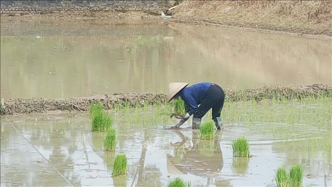Trong ảnh: Nông dân huyện Yên Lạc cấy lúa vụ mùa. Ảnh: Nguyễn Trọng Lịch-TTXVN