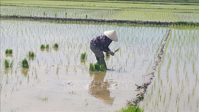 Trong ảnh: Nông dân huyện Yên Lạc cấy lúa vụ mùa. Ảnh: Nguyễn Trọng Lịch-TTXVN