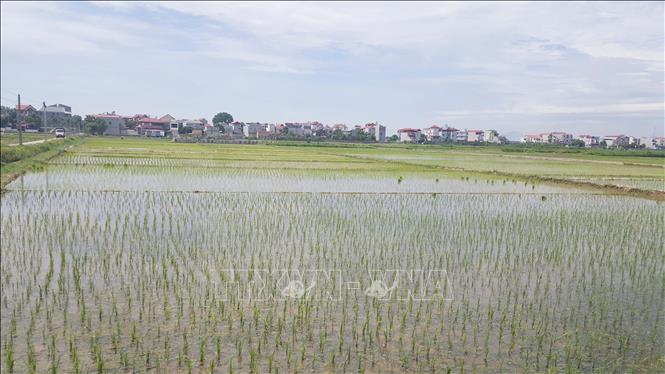 Trong ảnh: Nhiều khu đồng ruộng ở huyện Yên Lạc đã gieo cấy xong. Ảnh: Nguyễn Trọng Lịch-TTXVN