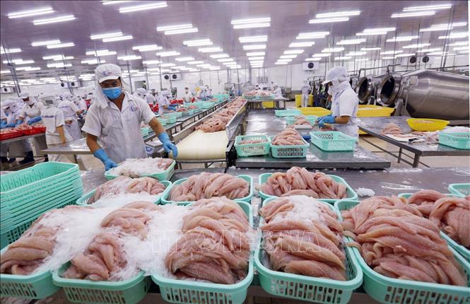 Bộ Nông nghiệp Hoa Kỳ đã chính thức công nhận tương đương hệ thống kiểm soát an toàn thực phẩm cá da trơn của Việt Nam xuất khẩu sang Mỹ. Điều này giúp cá tra Việt Nam dễ dàng hơn trong việc tiếp cận và mở rộng thị trường xuất khẩu không chỉ Hoa Kỳ mà còn các thị trường khác. Trong ảnh: Chế biến cá tra xuất khẩu tại Công ty Cổ phần XNK Thủy sản Cần Thơ. Ảnh: TTXVN