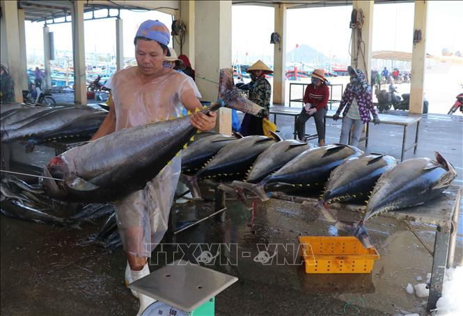 Trong ảnh: Sản phẩm cá ngừ đại dương của Phú Yên đã được xuất khẩu sang nhiều thị trường, trong đó có Hoa Kỳ. Ảnh: Phạm Cường-TTXVN