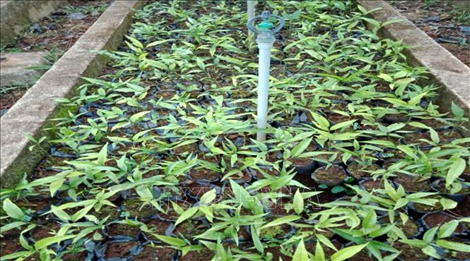 Trong ảnh: Nhân giống cây rau Sắng tại Vườn Quốc gia Bến En. Ảnh: Nguyễn Nam-TTXVN