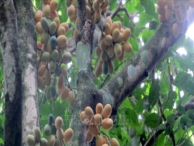 Trong ảnh: Quả cây rau sắng. Ảnh: TTXVN phát