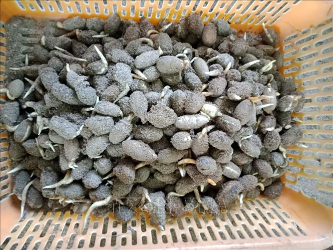 Trong ảnh: Hạt rau sắng nảy mầm tại Vườn quốc gia Bến En. Ảnh: TTXVN phát