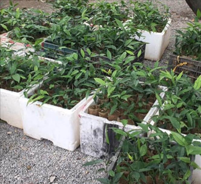 Trong ảnh: Cây rau sắng tại vườn ươm. Ảnh: Nguyễn Nam-TTXVN