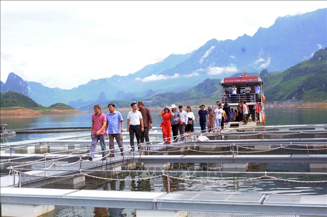 Trong ảnh: Các đại biểu tham quan mô hình nuôi cá tầm tại lòng hồ huyện Mường La của công ty TNHH MTV cá tầm Việt Nam-Sơn La. Ảnh: Quang Quyết-TTXVN