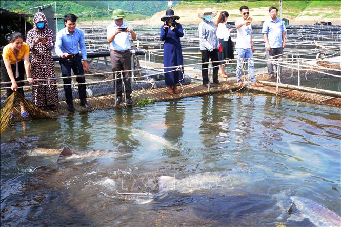 Trong ảnh: Các đại biểu tham quan mô hình nuôi cá tầm tại lòng hồ huyện Mường La của công ty TNHH MTV cá tầm Việt Nam-Sơn La. Ảnh: Quang Quyết-TTXVN
