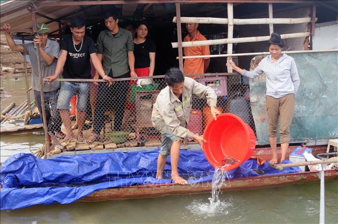 Trong ảnh: Người dân tham gia thả cá giống vào các thủy vực lòng hồ thủy điện Sơn La. Ảnh: Quang Quyết-TTXVN